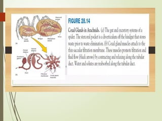 Keber Coxal_Gland_and_Keber_Organ_Presentation.pptx