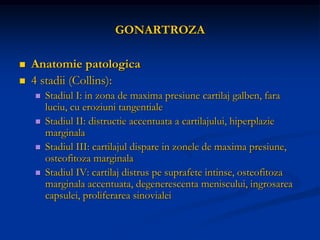 GONARTROZA
 Anatomie patologica
 4 stadii (Collins):
 Stadiul I: in zona de maxima presiune cartilaj galben, fara
luciu, cu eroziuni tangentiale
 Stadiul II: distructie accentuata a cartilajului, hiperplazie
marginala
 Stadiul III: cartilajul dispare in zonele de maxima presiune,
osteofitoza marginala
 Stadiul IV: cartilaj distrus pe suprafete intinse, osteofitoza
marginala accentuata, degenerescenta meniscului, ingrosarea
capsulei, proliferarea sinovialei
 