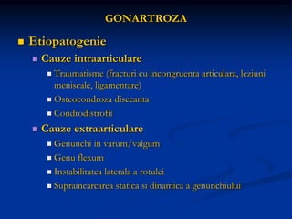 GONARTROZA
 Etiopatogenie
 Cauze intraarticulare
 Traumatisme (fracturi cu incongruenta articulara, leziuni
meniscale, ligamentare)
 Osteocondroza disecanta
 Condrodistrofii
 Cauze extraarticulare
 Genunchi in varum/valgum
 Genu flexum
 Instabilitatea laterala a rotulei
 Supraincarcarea statica si dinamica a genunchiului
 