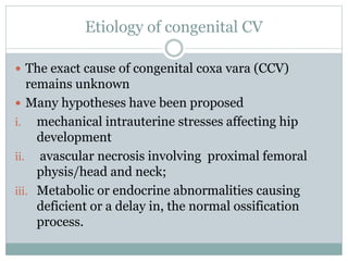 Etiology of congenital CV 
 The exact cause of congenital coxa vara (CCV) 
remains unknown 
 Many hypotheses have been proposed 
i. mechanical intrauterine stresses affecting hip 
development 
ii. avascular necrosis involving proximal femoral 
physis/head and neck; 
iii. Metabolic or endocrine abnormalities causing 
deficient or a delay in, the normal ossification 
process. 
 