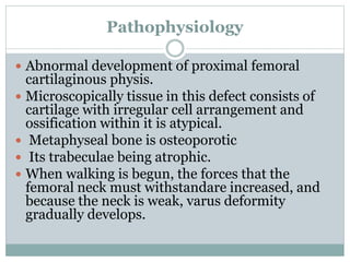 Pathophysiology 
 Abnormal development of proximal femoral 
cartilaginous physis. 
 Microscopically tissue in this defect consists of 
cartilage with irregular cell arrangement and 
ossification within it is atypical. 
 Metaphyseal bone is osteoporotic 
 Its trabeculae being atrophic. 
 When walking is begun, the forces that the 
femoral neck must withstandare increased, and 
because the neck is weak, varus deformity 
gradually develops. 
 