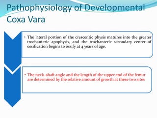 Pathophysiology of Developmental
Coxa Vara
• The lateral portion of the crescentic physis matures into the greater
trochanteric apophysis, and the trochanteric secondary center of
ossification begins to ossify at 4 years of age.
• The neck–shaft angle and the length of the upper end of the femur
are determined by the relative amount of growth at these two sites
 