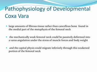 Pathophysiology of Developmental
Coxa Vara
 large amounts of fibrous tissue rather than cancellous bone found in
the medial part of the metaphysis of the femoral neck
 the mechanically weak femoral neck could be passively deformed into
a varus angulation under the stress of muscle forces and body weight
 and the capital physis could migrate inferiorly through this weakened
portion of the femoral neck
 