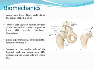 Biomechanics
 compressive force (R) perpendicular to
the center of the hip joint
 physeal cartilage and hyaline cartilage
of the acetabulum under compressive
force (D), evenly distributed
throughout
 physis is perpendicular to the resultant
compressive force R
 Stresses on the medial side of the
femoral neck are compressive (D),
whereas on the lateral side are tensile
(Z).
 
