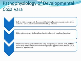 Pathophysiology of Developmental
Coxa Vara
• Early in fetal development, the proximal femoral physis extends across the upper
end of the femur as a crescentic line of cartilage columns
• differentiates into cervical epiphyseal and trochanteric apophyseal portions
• The medial cervical portion matures early, elongating the femoral neck, and the
ossification center of the capital femoral epiphysis appears within the first 3 to 6
months of postnatal life.
 