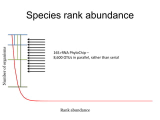 Species rank abundance16S rRNA PhyloChip –8,600 OTUs in parallel, rather than serialNumber of organismsRank abundance