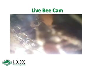 Live Bee Cam
 