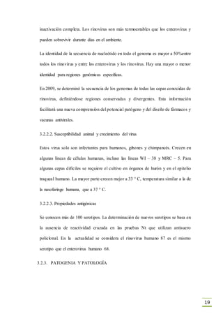 19
inactivación completa. Los rinovirus son más termoestables que los enterovirus y
pueden sobrevivir durante días en el ambiente.
La identidad de la secuencia de nucleótido en todo el genoma es mayor a 50%entre
todos los rinovirus y entre los enterovirus y los rinovirus. Hay una mayor o menor
identidad para regiones genómicas específicas.
En 2009, se determinó la secuencia de los genomas de todas las cepas conocidas de
rinovirus, definiéndose regiones conservadas y divergentes. Esta información
facilitará una nueva comprensión del potencial patógeno y del diseño de fármacos y
vacunas antivirales.
3.2.2.2. Susceptibilidad animal y crecimiento del virus
Estos virus solo son infectantes para humanos, gibones y chimpancés. Crecen en
algunas líneas de células humanas, incluso las líneas WI – 38 y MRC – 5. Para
algunas cepas difíciles se requiere el cultivo en órganos de hurón y en el epitelio
traqueal humano. La mayor parte crecen mejor a 33 ° C, temperatura similar a la de
la nasofaringe humana, que a 37 ° C.
3.2.2.3. Propiedades antigénicas
Se conocen más de 100 serotipos. La determinación de nuevos serotipos se basa en
la ausencia de reactividad cruzada en las pruebas Nt que utilizan antisuero
policlonal. En la actualidad se considera el rinovirus humano 87 es el mismo
serotipo que el enterovirus humano 68.
3.2.3. PATOGENIA Y PATOLOGÍA
 