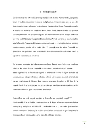 4
1. INTRODUCCIÓN
Los Coxsackievirus o Coxsackie virus pertenecen a la familia Picornaviridae, del género
enterovirus, denominados así porque se multiplican en el intestino después que han sido
ingeridos con agua o alimentos contaminados. La denominación de Coxsackie, se debe
al nombre de la ciudad del estado de Nueva York, donde fueron aislados por primera
vez en 1948durante una epidemia de polio. La familia Picornaviridae, incluye también a
los virus ECHO (Enteric Cytopathic Human Orphan Virus), los virus de la poliomielitis
y de la hepatitis A, cuyo ambiente para su supervivencia es el tubo digestivo de los seres
humanos donde pueden vivir varios días. El contagio con los virus Coxsackie se
produce de una persona a otra, comúnmente a través del contacto con manos sucias o
superficies contaminadas con heces.
En las zonas tropicales, las infecciones se producen durante todo el año, pero en climas
más fríos los brotes de virus Coxsackie ocurren más a menudo en verano y otoño.
Se ha sugerido que la mayoría de la gente se infecta con el virus en algún momento de
su vida, siendo más prevalente en infantes, niños y adolescentes, asociado a la falta de
buenas condiciones de higiene. Los síntomas aparecen después 2 a 10 días de la
exposición al virus, continuando por pocos días con manifestaciones semejantes al de
un resfrío o influenza pero con síntomas intestinales.
Se considera que en la mayoría de niños se desarrolla una inmunidad parcial (1,2)
Los coxsackievirus se dividen en subgrupos A y B. Sobre la base de sus características
biológicas y antigénicas se conocen 23 coxsackievirus A , los cuales generalmente
causan enfermedad entérica y 6 coxsackievirus B los cuales son de gran importancia
porque producen enfermedades serias más allá del tracto intestinal.
 