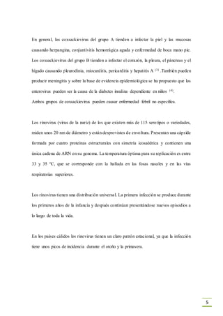 5
En general, los coxsackievirus del grupo A tienden a infectar la piel y las mucosas
causando herpangina, conjuntivitis hemorrágica aguda y enfermedad de boca mano pie.
Los coxsackievirus del grupo B tienden a infectar el corazón, la pleura, el páncreas y el
hígado causando pleurodinia, miocarditis, pericarditis y hepatitis A (3) .También pueden
producir meningitis y sobre la base de evidencia epidemiológica se ha propuesto que los
enterovirus pueden ser la causa de la diabetes insulina dependiente en niños (4).
Ambos grupos de coxsackievirus pueden causar enfermedad febril no específica.
Los rinovirus (virus de la nariz) de los que existen más de 115 serotipos o variedades,
miden unos 20 nm de diámetro y están desprovistos de envoltura. Presentan una cápside
formada por cuatro proteínas estructurales con simetría icosaédrica y contienen una
única cadena de ARN en su genoma. La temperatura óptima para su replicación es entre
33 y 35 ºC, que se corresponde con la hallada en las fosas nasales y en las vías
respiratorias superiores.
Los rinovirus tienen una distribución universal. La primera infección se produce durante
los primeros años de la infancia y después continúan presentándose nuevos episodios a
lo largo de toda la vida.
En los países cálidos los rinovirus tienen un claro patrón estacional, ya que la infección
tiene unos picos de incidencia durante el otoño y la primavera.
 