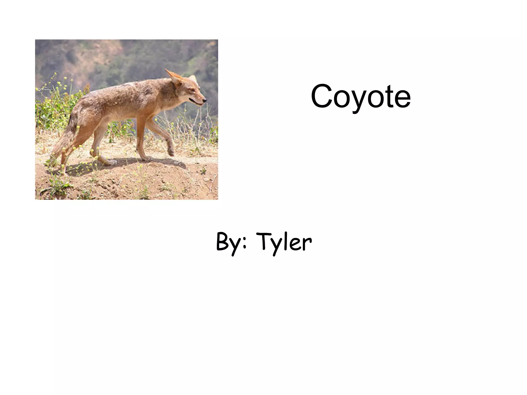 Coyote By: Tyler