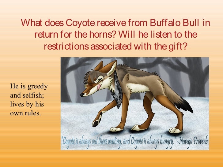 coyote and the buffalo