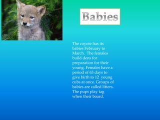 The coyote has its
babies February to
March. The females
build dens for
preparation for their
young. Females have a
period of 63 days to
give birth to 12 young
cubs at once. Groups of
babies are called litters.
The pups play tag
when their board.
 