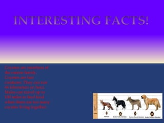 Coyotes are members of
the canine family.
Coyotes are fast
creatures. They can run
64 kilometers an hour.
Males can travel up to
100 miles to find food
when there are too many
coyotes living together.
 
