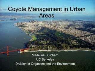 Coyote Management in Urban Areas Madeline Burchard UC Berkeley Division of Organism and the Environment 