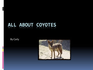 ALL ABOUT COYOTES
By Carly
 