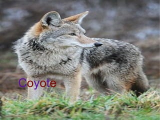 Coyote

 