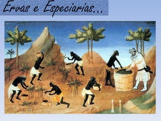 Ervas e Especiarias…
 
