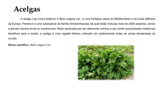 Acelgas
A acelga cujo nome botânico é Beta vulgaris var., é uma hortaliça nativa do Mediterrâneo e da costa atlântica
da Europa. Pertence a uma subespécie da família Amaranthaceae da qual estão inclusas mais de 2000 espécies, sendo
a grande maioria ervas ou subarbustos. Muito apreciada por ser altamente nutritiva e por conter propriedades medicinais
benéficas para a saúde, a acelga é uma vegetal folhoso cultivado em praticamente todas as zonas temperadas do
mundo.
Nome científico: Beta vulgaris var
 