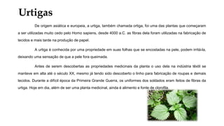 Urtigas
De origem asiática e europeia, a urtiga, também chamada ortiga, foi uma das plantas que começaram
a ser utilizadas muito cedo pelo Homo sapiens, desde 4000 a.C. as fibras dela foram utilizadas na fabricação de
tecidos e mais tarde na produção de papel.
A urtiga é conhecida por uma propriedade em suas folhas que se encostadas na pele, podem irritá-la,
deixando uma sensação de que a pele fora queimada.
Antes de serem descobertas as propriedades medicinais da planta o uso dela na indústria têxtil se
manteve em alta até o século XX, mesmo já tendo sido descoberto o linho para fabricação de roupas e demais
tecidos. Durante a difícil época da Primeira Grande Guerra, os uniformes dos soldados eram feitos de fibras da
urtiga. Hoje em dia, além de ser uma planta medicinal, ainda é alimento e fonte de clorofila.
 