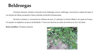 Beldroegas
Portulaca oleracea, também conhecido como beldroega comum, baldroega, onze-horas e salada-de-negro é
um arbusto de folhas suculentas e flores coloridas da família Portulacaceae.
Na Índia é silvestre, e consumida há milhares de anos. É cultivada no Oriente Médio e em parte da França.
Foi popular na Inglaterra na época de Elisabeth I. Tornou-se daninha em parte da América do Sul e do Norte.
Nome científico: Portulaca oleracea
 