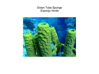 Green Tube Sponge Esponja Verde 