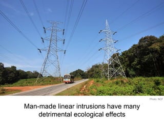 Man-made linear intrusions have many
detrimental ecological effects
Photo: NCF
 