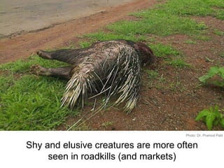 Shy and elusive creatures are more often
seen in roadkills (and markets)
Photo: Dr. Pramod Patil
 