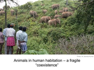 Animals in human habitation – a fragile
“coexistence”
Photo: M. Ananda Kumar
 