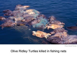 Olive Ridley Turtles killed in fishing nets
Photo: Bivash Pandav
 