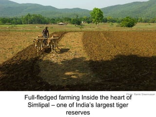 Full-fledged farming Inside the heart of
Simlipal – one of India’s largest tiger
reserves
Photo: Ramki Sreenivasan
 