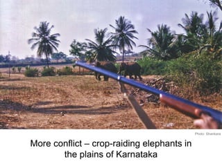 More conflict – crop-raiding elephants in
the plains of Karnataka
Photo: Shankara
 
