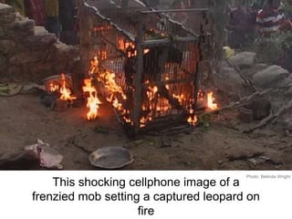 This shocking cellphone image of a
frenzied mob setting a captured leopard on
fire
Photo: Belinda Wright
 