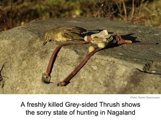 A freshly killed Grey-sided Thrush shows
the sorry state of hunting in Nagaland
Photo: Ramki Sreenivasan
 