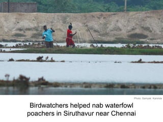 Birdwatchers helped nab waterfowl
poachers in Siruthavur near Chennai
Photo: Samyak Kaninde
 