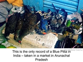 This is the only record of a Blue Pitta in
India – taken in a market in Arunachal
Pradesh
Photo: Rita Banerji / Dusty Foot
 