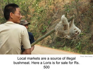 Local markets are a source of illegal
bushmeat. Here a Loris is for sale for Rs.
500
Photo: Alka Vaidya
 