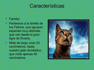 Características Familia: Pertenece a la familia de los Felinos, que agrupan especies muy distintas, que van desde el gran tigre de Siveria,  Mide de largo unos 20 centímetros, hasta nuestro gato doméstico, que mide apenas 40 centímetros.  