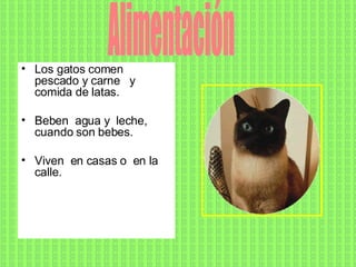 Los gatos comen  pescado y carne  y  comida de latas. Beben  agua y  leche, cuando son bebes.  Viven  en casas o  en la calle. Alimentación 