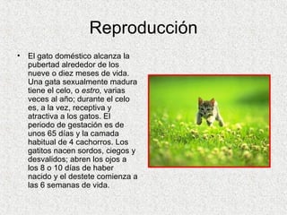 Reproducción El gato doméstico alcanza la pubertad alrededor de los nueve o diez meses de vida. Una gata sexualmente madura tiene el celo, o  estro,  varias veces al año; durante el celo es, a la vez, receptiva y atractiva a los gatos. El periodo de gestación es de unos 65 días y la camada habitual de 4 cachorros. Los gatitos nacen sordos, ciegos y desvalidos; abren los ojos a los 8 o 10 días de haber nacido y el destete comienza a las 6 semanas de vida.  