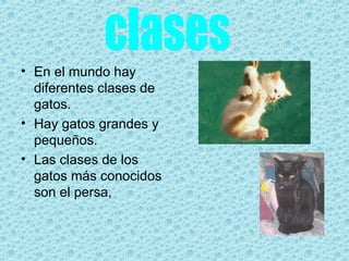 En el mundo hay diferentes clases de gatos. Hay gatos grandes y pequeños. Las clases de los gatos más conocidos son el persa, clases 
