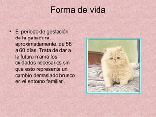 Forma de vida El periodo de gestación de la gata dura, aproximadamente, de 58 a 60 días. Trata de dar a la futura mamá los cuidados necesarios sin que esto represente un cambio demasiado brusco en el entorno familiar . 