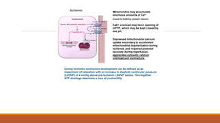Ischemia Mitochondria may accumulate
enormous amounts of Ca2+
(crucial for buffering cytosolic calcium).
Ca2+ overload may favor opening of
mPTP, which may be kept closed by
low pH.
Depressed mitochondrial calcium
uptake secondary to accelerated
mitochondrial depolarization during
ischemia, and impaired potential
recovery during reperfusion,
aggravates cytosolic calcium
overload and contracture.
During ischemia contracture development can be defined as an
impairment of relaxation with an increase in diastolic ventricular pressure
(LVEDP) of 4 mmHg above pre-ischemic LEDVP values. This together
ATP shortage determine a loss of contractility
 