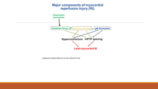 Major components of myocardial
reperfusion injury (RI).
Modified from Georg M. Fröhlich et al. Eur Hear J 2013;34:1714-1722
Oxidative Stress Calcium overload pH Correction
Hypercontracture mPTP opening
Letal myocardial RI
Inflammation
(neutrophils)
 