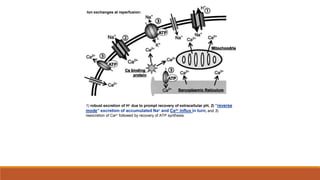 1) robust excretion of H+ due to prompt recovery of extracellular pH, 2) “reverse
mode” excretion of accumulated Na+ and Ca2+ influx in turn, and 3)
reexcretion of Ca2+ followed by recovery of ATP synthesis.
.
Ion exchanges at reperfusion:
 