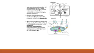 • Reperfusion is intended to produce ATP
and to reactivate the Na+-K+-pump
to slowly restores the sodium gradient
leading to normal cation fluxes
with the NCX eventually extruding the
excess of cytosolic Ca2+
• However reoxygenation during
reperfusion will slowly restore ATP
production with a further burst of ROS
• Moreover, during the early reperfusion
phase when the intracellular Ca2+ level
is still high (NCX reverse mode and Ca2+
oscillations),
myocardial hypercontracture
(supercontraction of myocytes) may
develop and irreversible injury occur
(Ca2+ overload and rigor)
Murphy
 