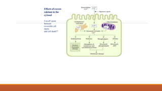 Effects of excess
calcium in the
cytosol
Cut-off point
between
reversible cell
injury
and cell death??
 