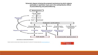 Schematic diagram showing the proposed mechanisms by which calpains
participate in reperfusion injury and in the cardioprotective effects
of preconditioning and postconditioning.
Javier Inserte et al. Cardiovasc Res 2012;96:23-31
Published on behalf of the European Society of Cardiology. All rights reserved. © The Author 2012. For permissions please email: journals.permissions@oup.com
 