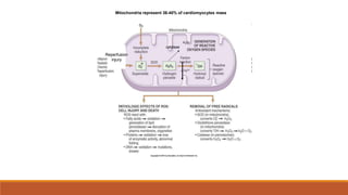 Mitochondria represent 36-40% of cardiomyocytes mass
H2O
catalase
Reperfusion
injury
 