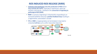ROS INDUCED ROS RELEASE (RIRR)
• Ischemia and reperfusion raise the production of ROS which
may activate the mPTP, especially in reperfusion, when pH
recovers, and may be involved in the conversion of signaling to
pathological ROS (RIRR)
• RIRR is a process originating in mitochondria responding to an
increased oxidative stress by a positive feedback loop resulting in
a regenerative, autocatalytic cascade
• When RIRR is inappropriately not terminated, it may lead to
unwanted cell loss such as after myocardial infarction
Zorov DB
 
